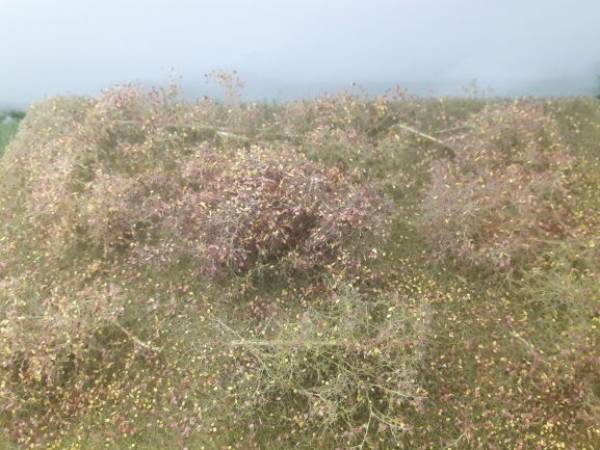 Waldlichtung, Spätherbst